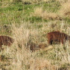 Sus scrofa at Kambah, ACT - 26 Aug 2022