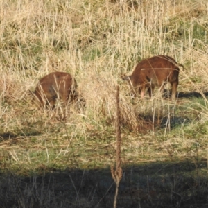 Sus scrofa at Kambah, ACT - 26 Aug 2022