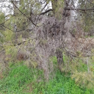 Galium aparine at Watson, ACT - 29 Aug 2022