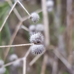 Galium aparine at Watson, ACT - 29 Aug 2022 10:17 AM