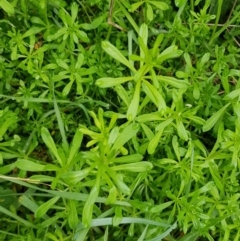 Galium aparine at Watson, ACT - 29 Aug 2022