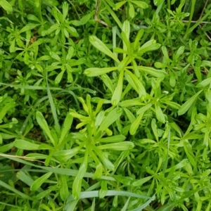 Galium aparine at Watson, ACT - 29 Aug 2022