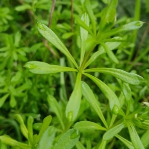 Galium aparine at Watson, ACT - 29 Aug 2022