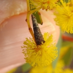 Conoeca or Lepidoscia (genera) IMMATURE (Unidentified Cone Case Moth larva, pupa, or case) at Aranda Bushland - 27 Aug 2022 by HelenCross