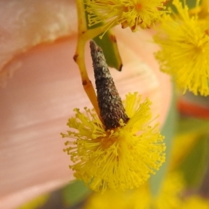 Lepidoscia (genus) IMMATURE at Aranda, ACT - 27 Aug 2022