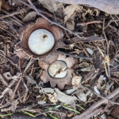 Unidentified Spore sac on a star-like base [earthstars] at Mumbil, NSW - 24 Aug 2022 by Sandibees