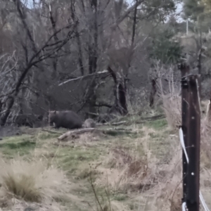 Vombatus ursinus at Bungendore, NSW - 30 Aug 2022