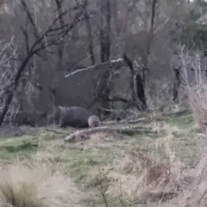 Vombatus ursinus at Bungendore, NSW - 30 Aug 2022