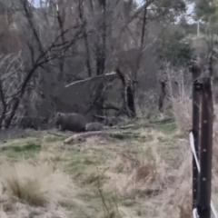 Vombatus ursinus at Bungendore, NSW - 30 Aug 2022