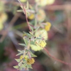 Acacia gunnii (Ploughshare Wattle) at Mongarlowe, NSW - 28 Aug 2022 by LisaH