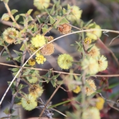 Acacia gunnii at Mongarlowe, NSW - suppressed