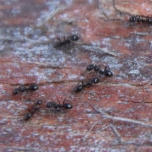 Formicidae (family) at Mongarlowe, NSW - 28 Aug 2022