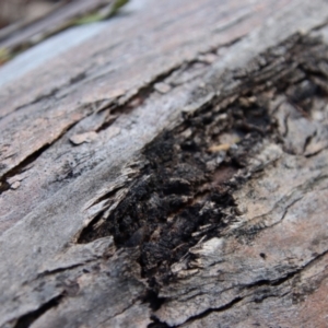 Formicidae (family) at Mongarlowe, NSW - 28 Aug 2022