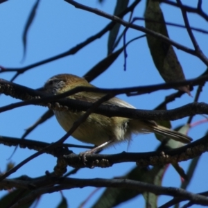 Acanthiza lineata at Jerrabomberra, NSW - 30 Aug 2022