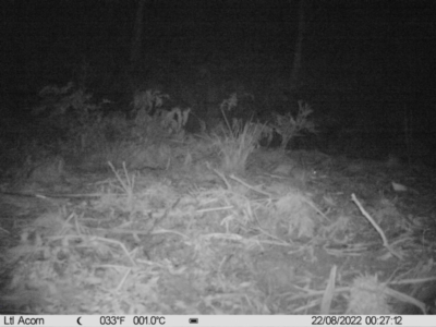 Peramelidae (family) (Unidentified Bandicoot) at Cotter River, ACT - 21 Aug 2022 by LukeMcElhinney