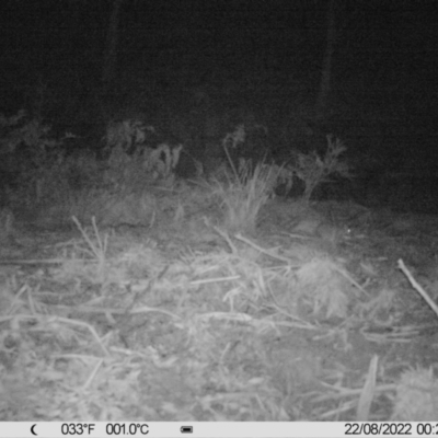 Peramelidae (family) (Unidentified Bandicoot) at Namadgi National Park - 21 Aug 2022 by LukeMcElhinney