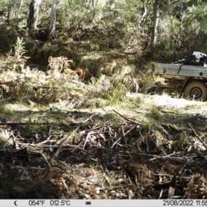 Peramelidae (family) at Cotter River, ACT - 21 Aug 2022 11:55 AM