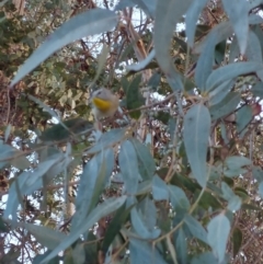 Pardalotus punctatus (Spotted Pardalote) at Higgins, ACT - 26 Aug 2022 by Panterranist