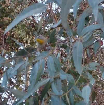 Pardalotus punctatus (Spotted Pardalote) at Higgins, ACT - 26 Aug 2022 by Panterranist