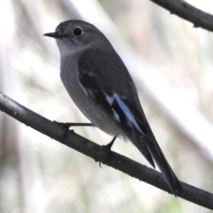 Petroica phoenicea at Paddys River, ACT - 30 Aug 2022