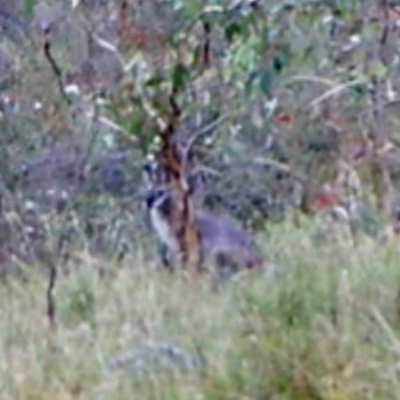 Notamacropus rufogriseus (Red-necked Wallaby) at Kambah, ACT - 30 Mar 2022 by MountTaylorParkcareGroup