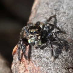 Jotus auripes at Acton, ACT - 31 Aug 2022