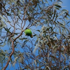 Lathamus discolor (Swift Parrot) at Curtin, ACT - 31 Aug 2022 by Ct1000