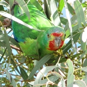 Lathamus discolor at Curtin, ACT - suppressed