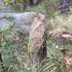 Cryptoptila australana (Elderberry Leaf Roller Moth) at Mittagong, NSW - 31 Aug 2022 by Baronia