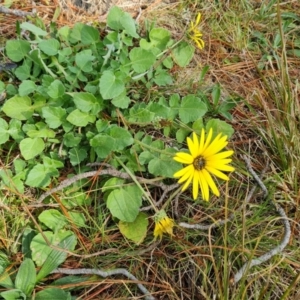 Arctotheca calendula at Isaacs, ACT - 31 Aug 2022 02:58 PM