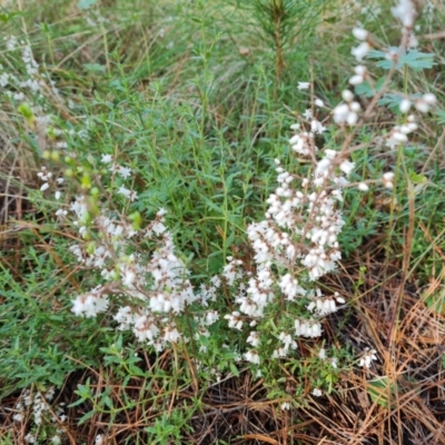 Cryptandra amara (Bitter Cryptandra) at Isaacs, ACT - 31 Aug 2022 by Mike