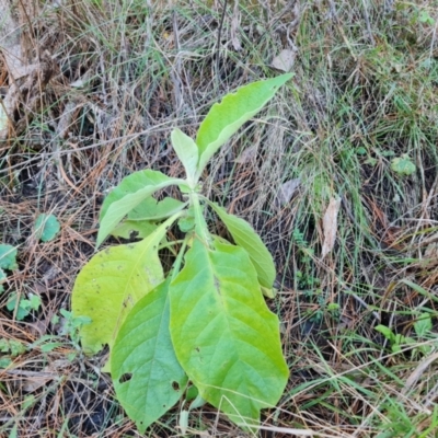 Solanum mauritianum (Wild Tobacco Tree) at Isaacs, ACT - 31 Aug 2022 by Mike