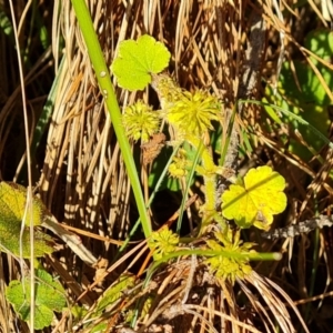 Hydrocotyle laxiflora at Isaacs, ACT - 31 Aug 2022 04:22 PM