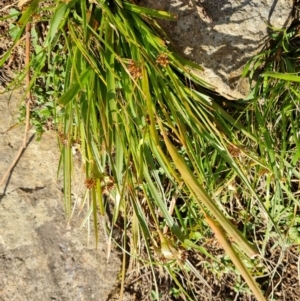 Luzula densiflora at Isaacs, ACT - 31 Aug 2022 04:21 PM