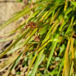 Luzula densiflora at Isaacs, ACT - 31 Aug 2022 04:21 PM