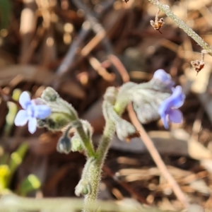 Cynoglossum australe at Isaacs, ACT - 31 Aug 2022