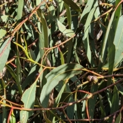 Eucalyptus globulus subsp. bicostata (Southern Blue Gum, Eurabbie) at Isaacs Ridge - 31 Aug 2022 by Mike