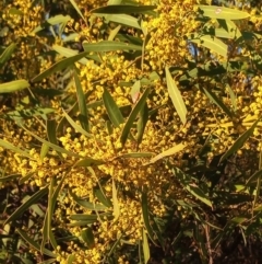 Acacia rubida (Red-stemmed Wattle, Red-leaved Wattle) at Point Hut to Tharwa - 31 Aug 2022 by MichaelBedingfield