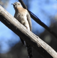 Cacomantis flabelliformis (Fan-tailed Cuckoo) at Bundanoon, NSW - 30 Aug 2022 by GlossyGal