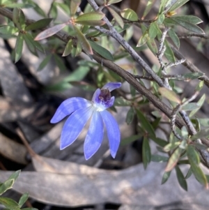 Cyanicula caerulea at O'Connor, ACT - suppressed