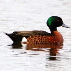 Anas castanea (Chestnut Teal) at Throsby, ACT - 31 Aug 2022 by davobj