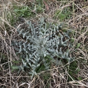 Cirsium vulgare at Aranda, ACT - 31 Aug 2022 05:50 PM