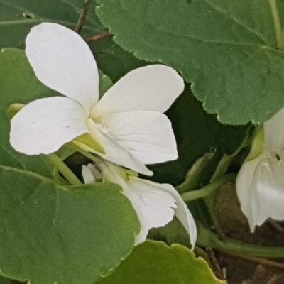 Viola odorata (Sweet Violet, Common Violet) at Watson, ACT - 15 Aug 2022 by MAX