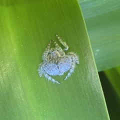 Dolophones sp. (genus) (Wrap-around spider) at Murrumbateman, NSW - 31 Aug 2022 by Batogal