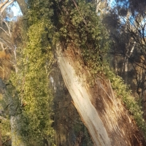 Clematis leptophylla at Watson, ACT - 27 Aug 2022 04:55 PM