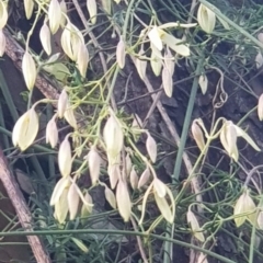 Clematis leptophylla at Watson, ACT - 27 Aug 2022