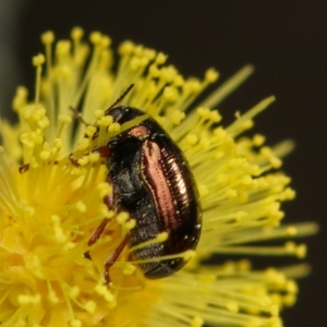 Chrysomelidae sp. (family) at Throsby, ACT - 31 Aug 2022 11:02 AM