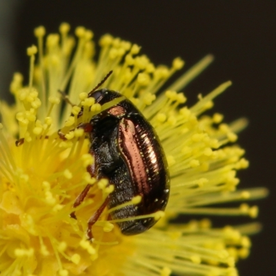 Chrysomelidae sp. (family) (Unidentified Leaf Beetle) at Throsby, ACT - 31 Aug 2022 by amiessmacro