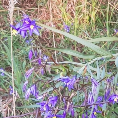 Stypandra glauca (Nodding Blue Lily) at Watson, ACT - 27 Aug 2022 by MAX