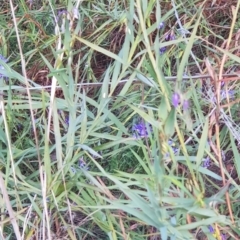 Stypandra glauca at Watson, ACT - 27 Aug 2022